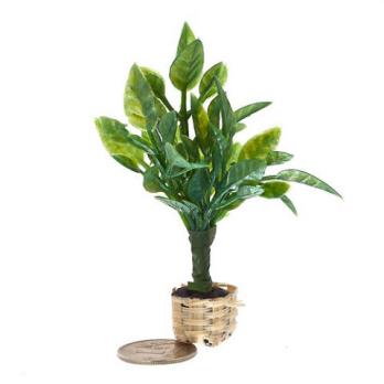 Растение в горшке зеленое с широкими листьями AM0101042