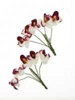 Орхидеи Белые с бордовым, 10шт ZC8