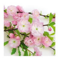Салфетка бумажная для декупажа 33*33 см (3 слоя) Flowering almond     SDLX863000